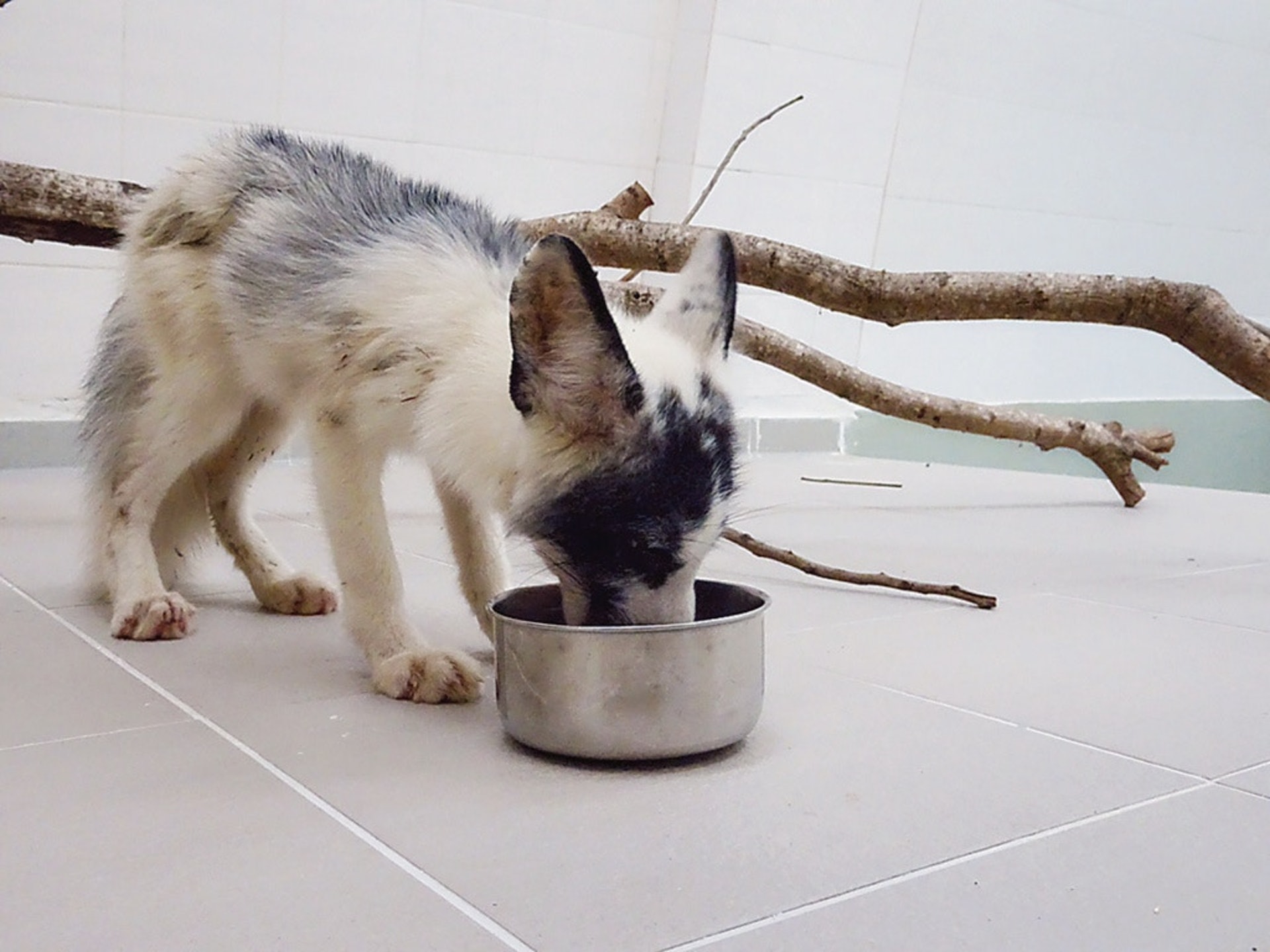 2017年7月,赤狐被發現在引水道內慌張踱步,獲行山人士伸援手,召來消防員救援。(資料圖片) 2017年7月,赤狐被發現在引水道內慌張踱步,獲行山人士伸援手,召來消防員救援。(資料圖片)