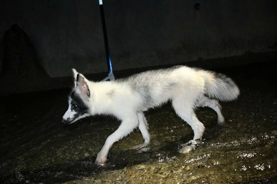 由於牠屬野生動物,不宜被領養,因此急尋收容地方。(資料圖片) 由於牠屬野生動物,不宜被領養,因此急尋收容地方。(資料圖片)