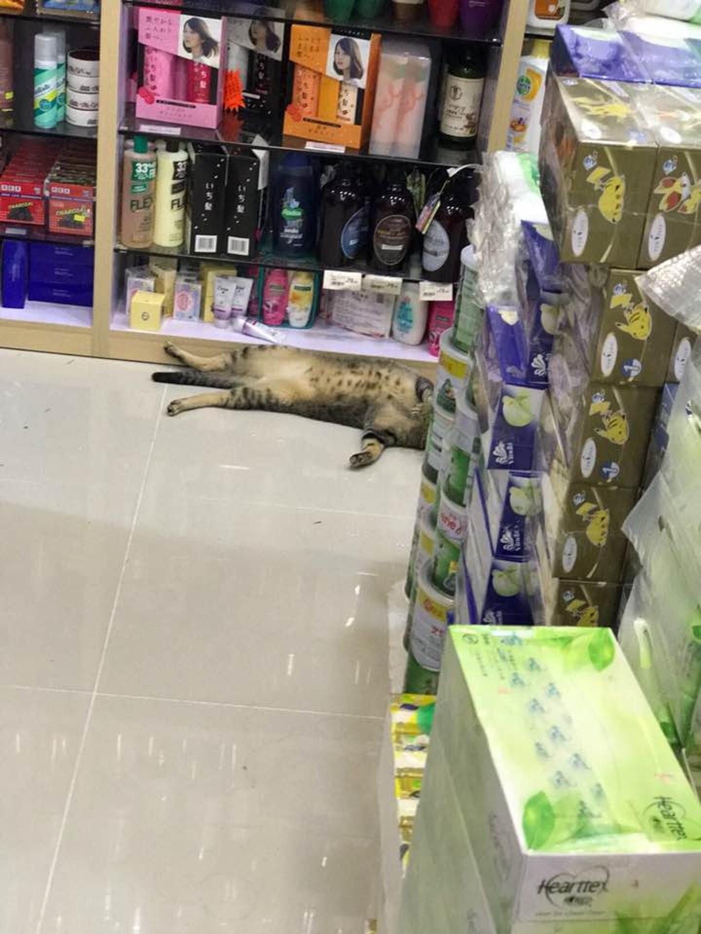 波子平日把藥房當作自己的家。(受訪者提供) 波子平日把藥房當作自己的家。(受訪者提供)