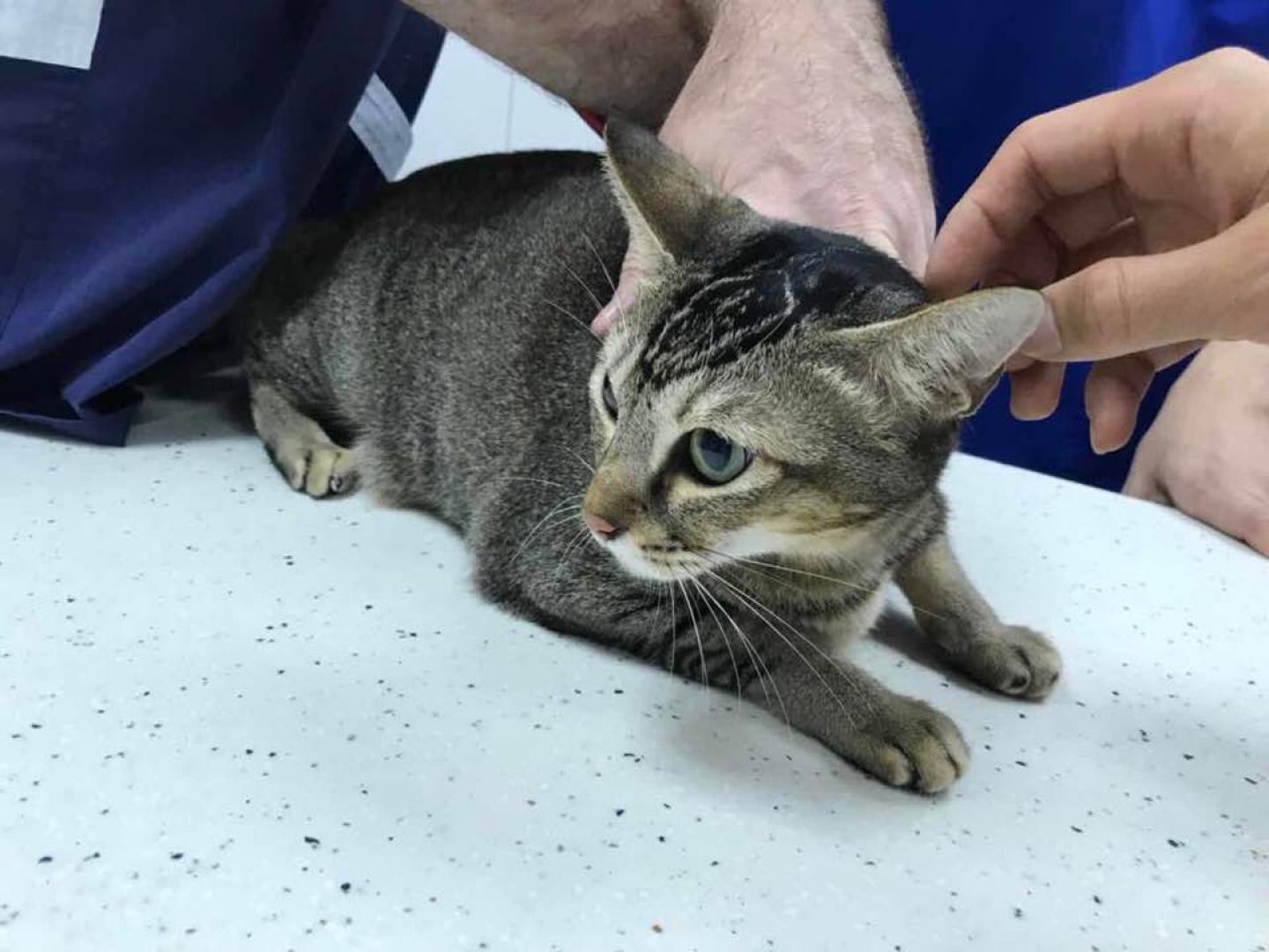 觀塘安達邨藥房貓「波子」事後需於獸醫院留醫。(受訪者提供) 觀塘安達邨藥房貓「波子」事後需於獸醫院留醫。(受訪者提供)