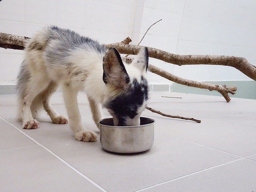 2017年7月,赤狐被發現在引水道內慌張踱步,獲行山人士伸援手,召來消防員救援。(資料圖片) 2017年7月,赤狐被發現在引水道內慌張踱步,獲行山人士伸援手,召來消防員救援。(資料圖片)