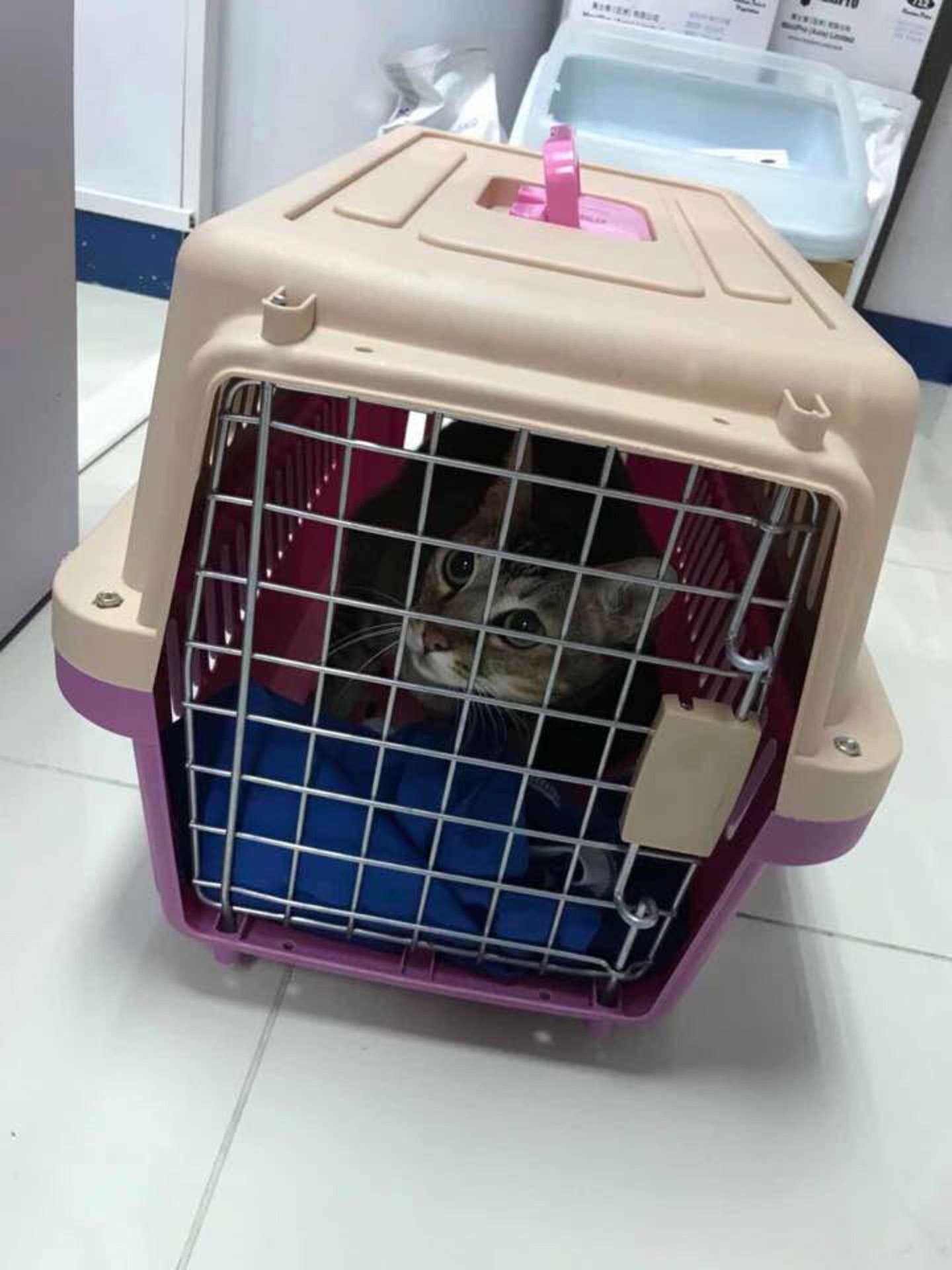 牠其後需要在籠裡接受隔離。(受訪者提供) 牠其後需要在籠裡接受隔離。(受訪者提供)