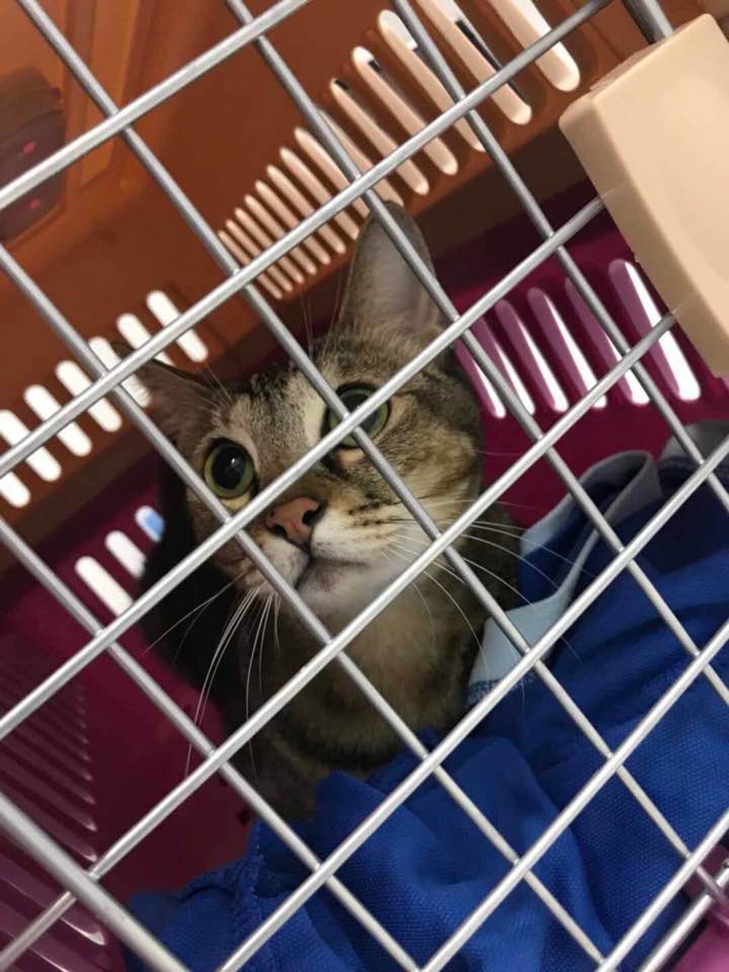 波子最終平安無事。(受訪者提供) 波子最終平安無事。(受訪者提供)