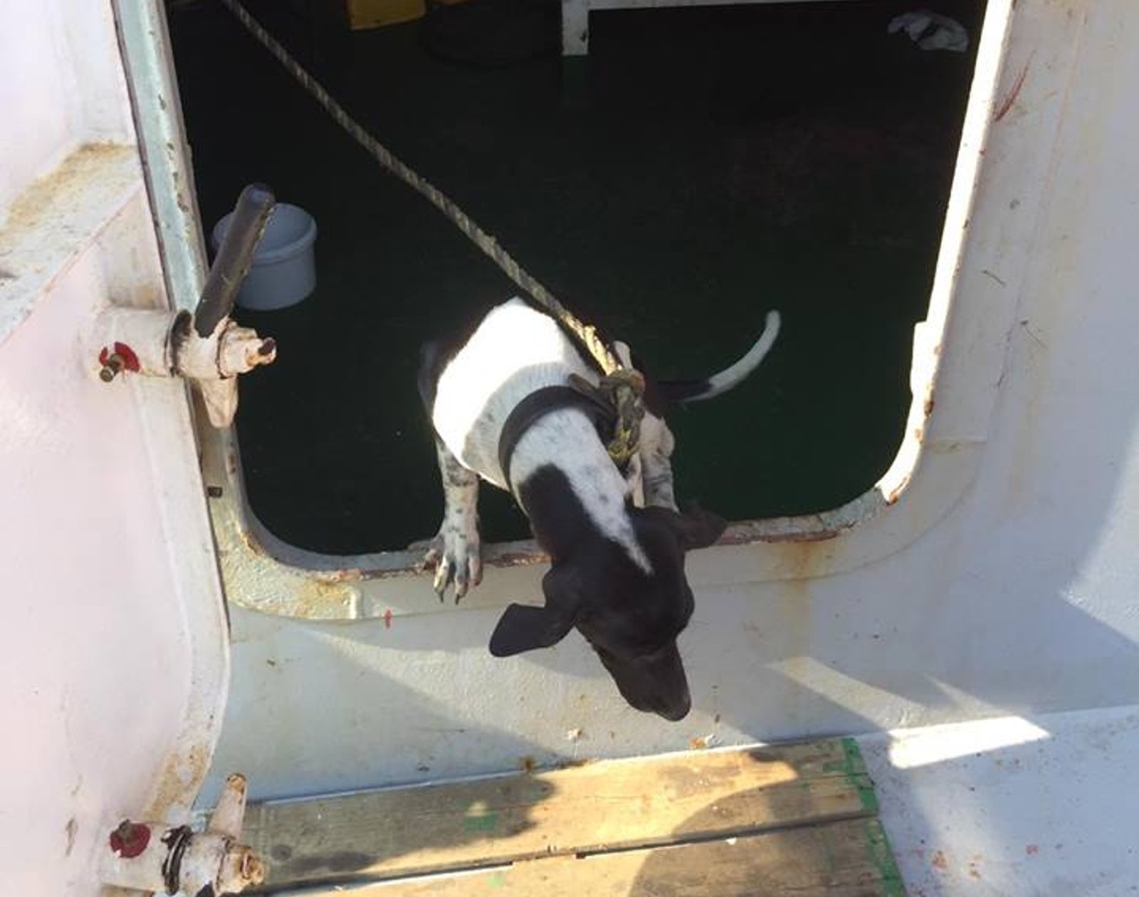 一頭泰國的狗狗在日前隨著一艘貨船抵港。(受訪者提供) 一頭泰國的狗狗在日前隨著一艘貨船抵港。(受訪者提供)