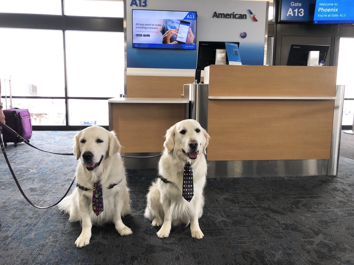 治療犬 金毛尋回犬兄弟成美國機場明星四處安撫乘客情緒