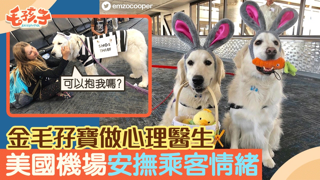 治療犬 金毛尋回犬兄弟成美國機場明星四處安撫乘客情緒 香港01 寵物