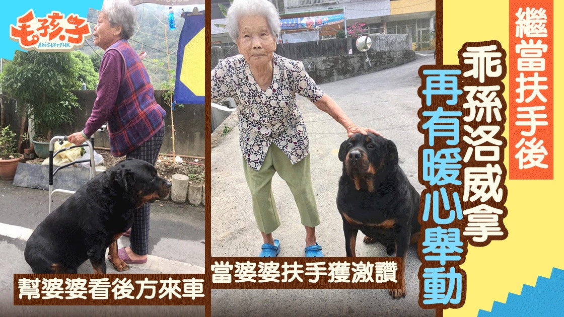 狗不可以貌相 洛威拿繼當婆婆扶手後再當專業保鑣 小心有車 香港01 寵物
