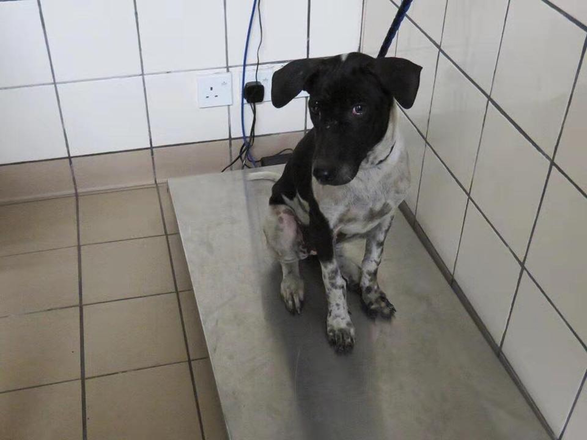 Heaven被安置在一塊金屬板上。(受訪者提供) Heaven被安置在一塊金屬板上。(受訪者提供)