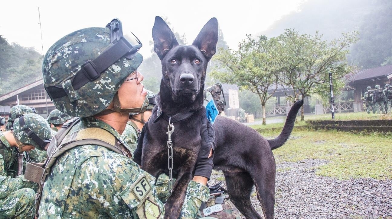 多圖 5年前曾險被安樂死軍犬hola參與500公里徒步訓練