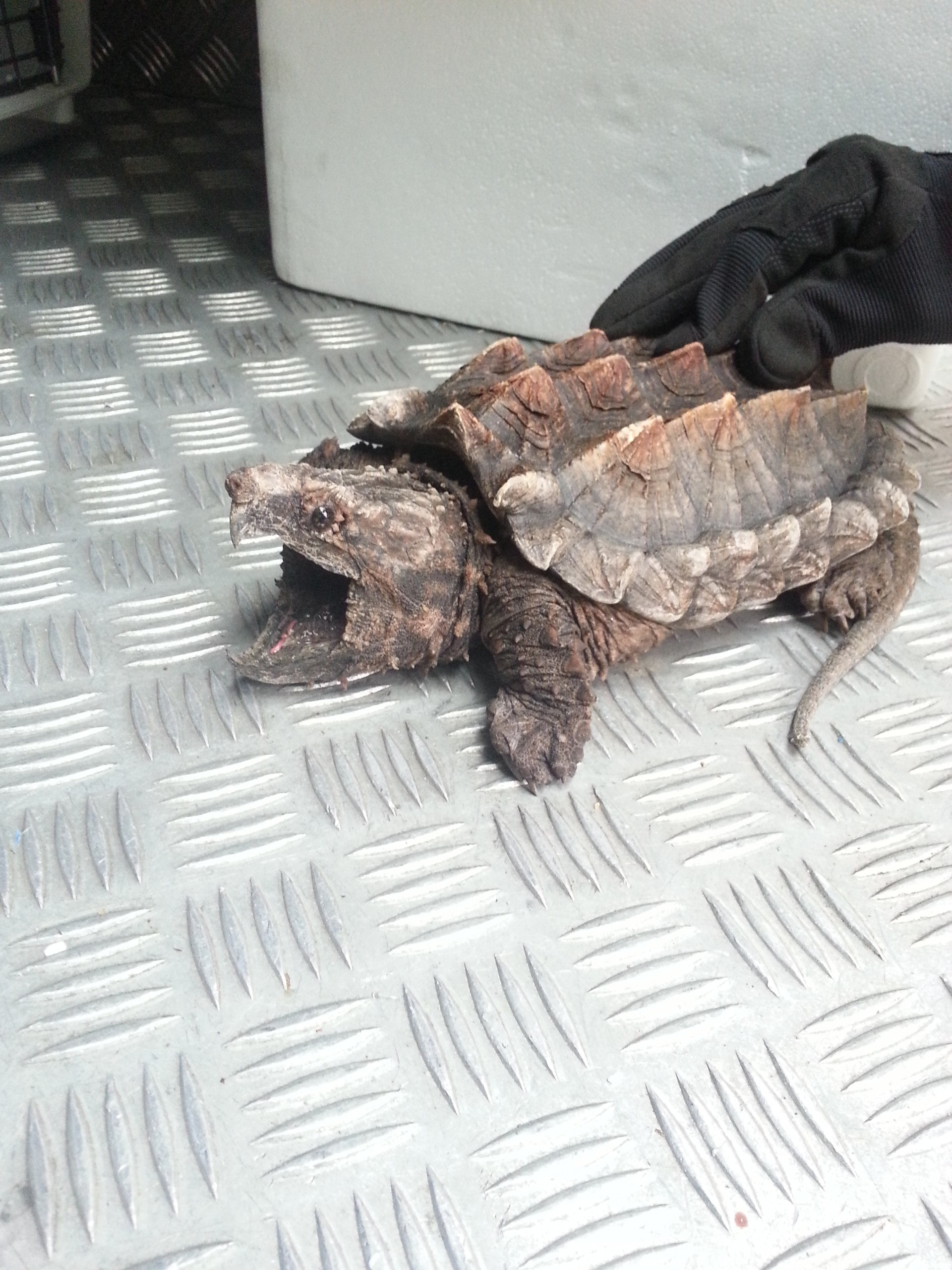 鱷龜性情兇惡,成年後可輕易咬斷人手指。(香港愛護動物協會) 鱷龜性情兇惡,成年後可輕易咬斷人手指。(香港愛護動物協會)