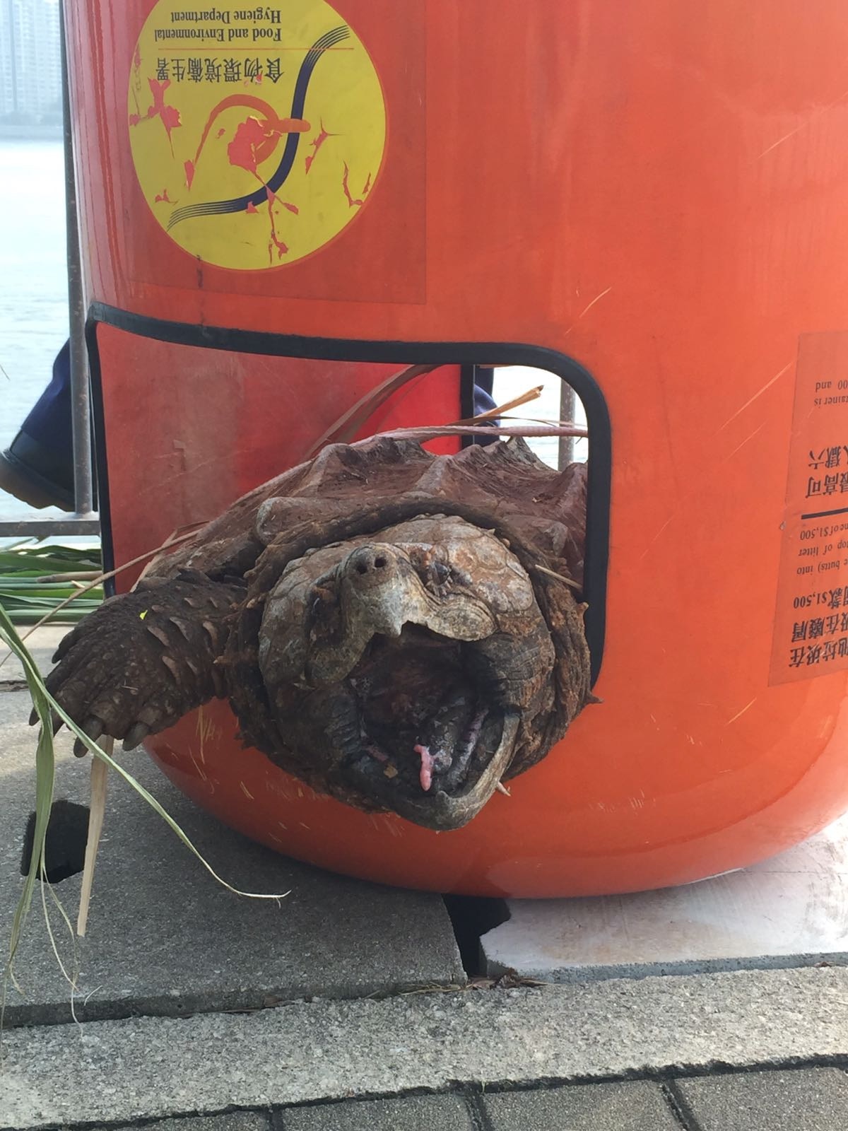 愛協則表示往年平均每年救獲9至10隻鱷龜,棄養情況嚴重。(香港愛護動物協會) 愛協則表示往年平均每年救獲9至10隻鱷龜,棄養情況嚴重。(香港愛護動物協會)