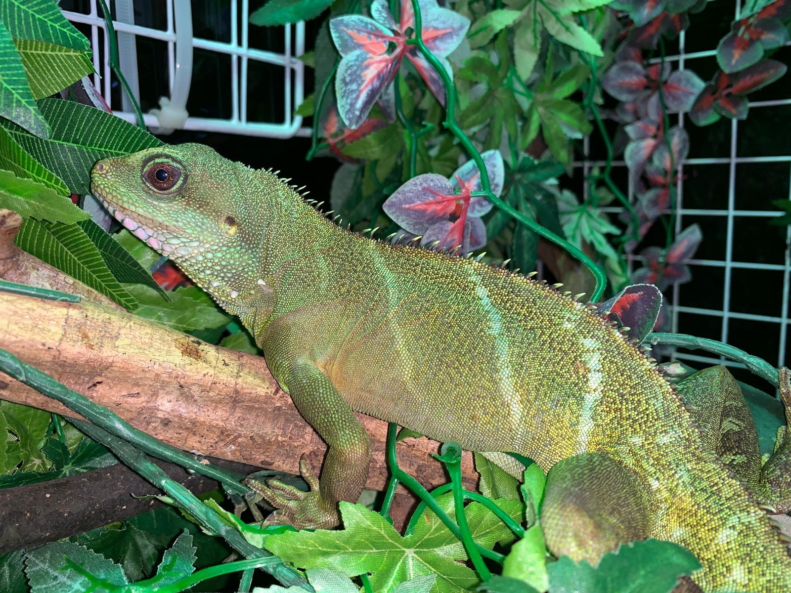 爬協表示近年棄養有「中國水龍」之稱的長鬣蜥的數字有上升趨勢。(香港兩棲及爬蟲協會) 爬協表示近年棄養有「中國水龍」之稱的長鬣蜥的數字有上升趨勢。(香港兩棲及爬蟲協會)