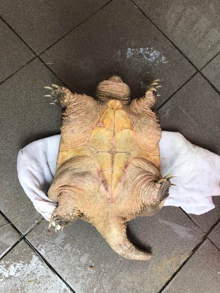 2017年9月,一隻近兩呎長巨龜突然出現於深井釣魚灣泳灘,並在海中「暢泳」,泳客立刻向救生員求助。(香港政府拯溺員總工會FaceBook) 2017年9月,一隻近兩呎長巨龜突然出現於深井釣魚灣泳灘,並在海中「暢泳」,泳客立刻向救生員求助。(香港政府拯溺員總工會FaceBook)