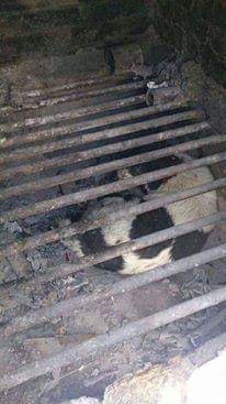 有網民指曾多次看見有狗狗躲在化寶爐內,最後慘被燒死。(Facebook@山上貓狗協會) 有網民指曾多次看見有狗狗躲在化寶爐內,最後慘被燒死。(Facebook@山上貓狗協會)