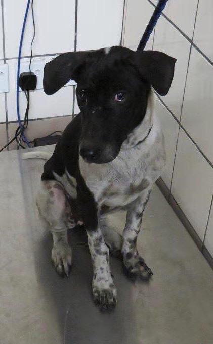 Cliver指將於下周日在元朗為Heaven舉行告別禮,歡迎公眾參與。(受訪者提供) Cliver指將於下周日在元朗為Heaven舉行告別禮,歡迎公眾參與。(受訪者提供)