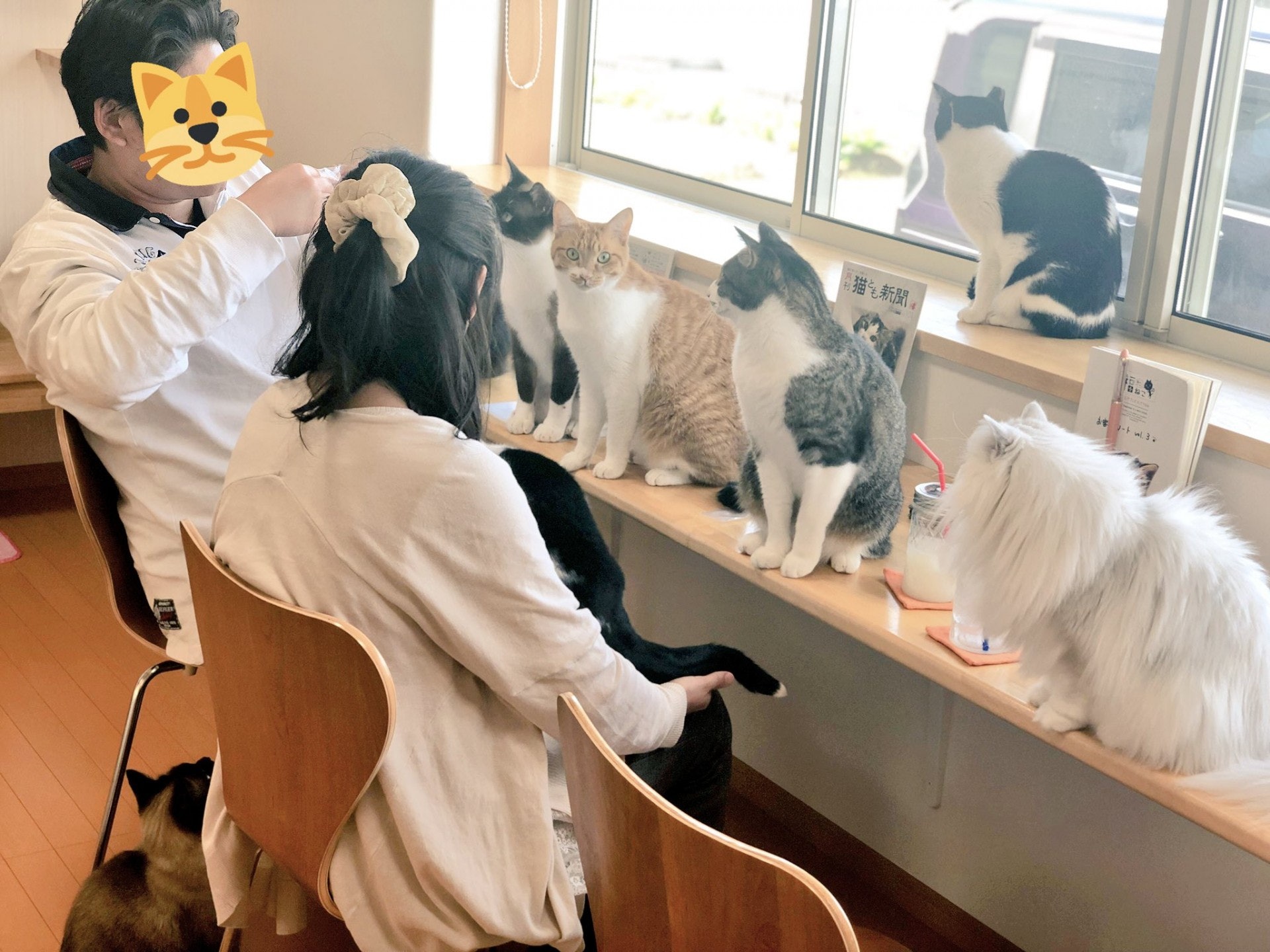 這間貓咪咖啡店有23隻貓咪,與客人共度美好時光。(twitter@29nekocafe) 這間貓咪咖啡店有23隻貓咪,與客人共度美好時光。(twitter@29nekocafe)