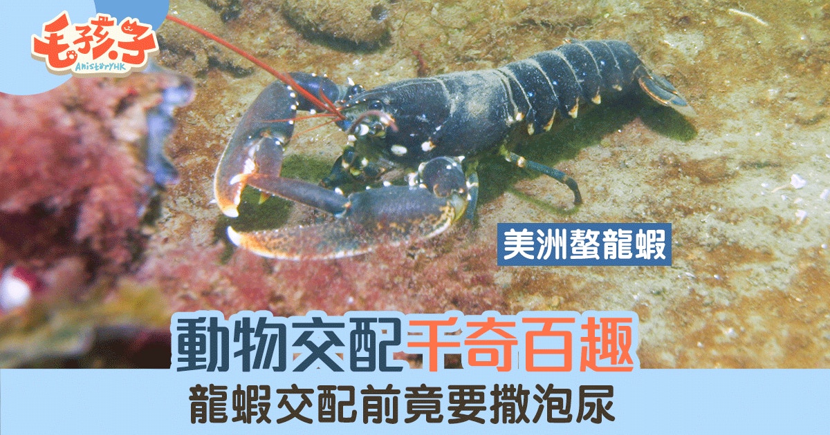 動物冷知識 動物求愛一樣不輕易 龍蝦的愛情是一場小便大賽