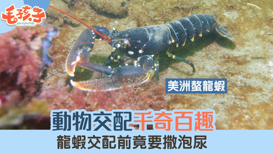 動物冷知識 動物求愛一樣不輕易 龍蝦的愛情是一場小便大賽 動物冷知識 動物求愛一樣不輕易 龍蝦的愛情是一場小便大賽