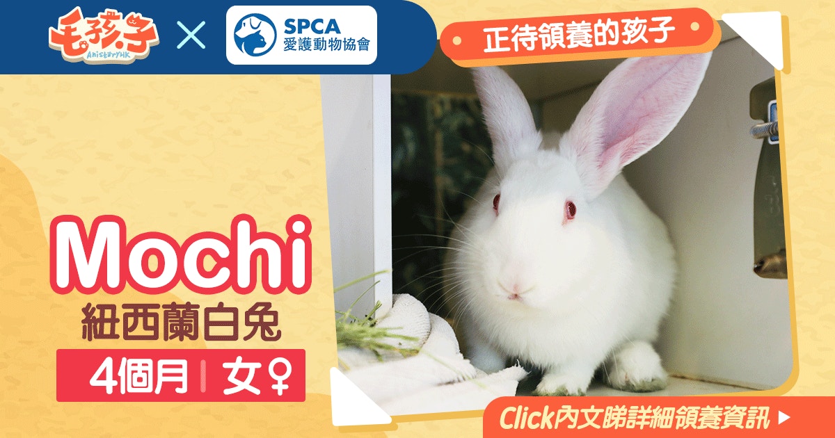 領養消息 愛護動物協會 3月 紐西蘭白兔mochi 香港01 寵物