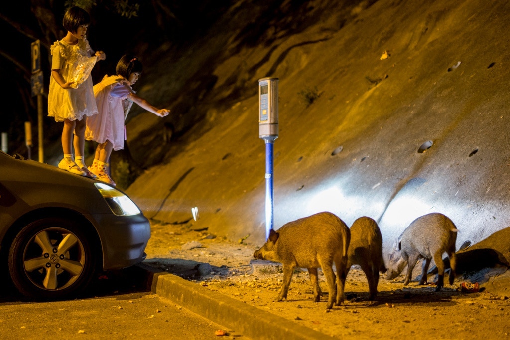 野豬多了與人近距離接觸。(資料圖片) 野豬多了與人近距離接觸。(資料圖片)
