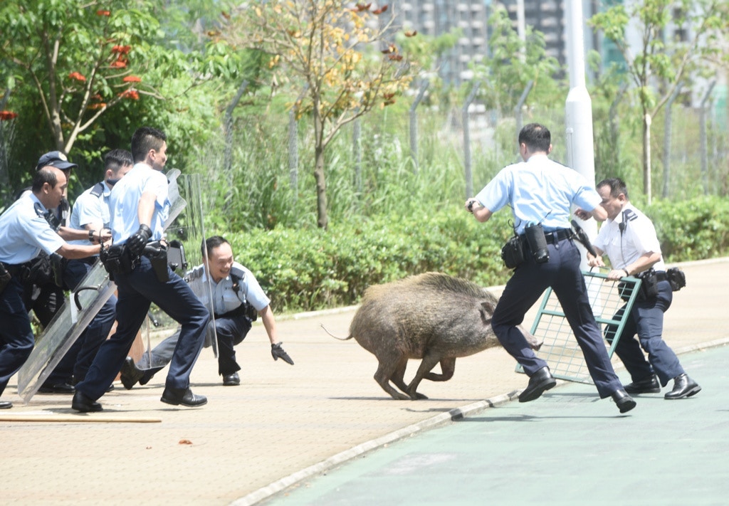 警方近年不時接報要驅趕野豬。(資料圖片) 警方近年不時接報要驅趕野豬。(資料圖片)