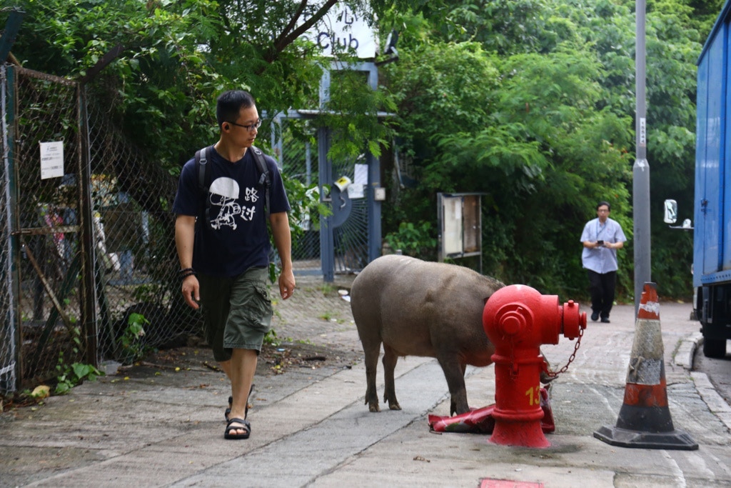 野豬在石排灣出沒。(資料圖片) 野豬在石排灣出沒。(資料圖片)