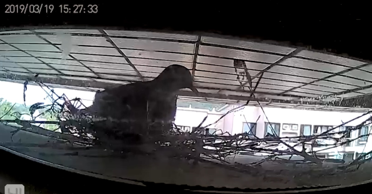 早前網民謝先生家外的冷氣機頂來了一對斑鳩築巢孵蛋,但隔壁的鄰居卻「好心做壞事」,以長棍將鳥巢掃至街上。(《香港動物報》影片截圖) 早前網民謝先生家外的冷氣機頂來了一對斑鳩築巢孵蛋,但隔壁的鄰居卻「好心做壞事」,以長棍將鳥巢掃至街上。(《香港動物報》影片截圖)