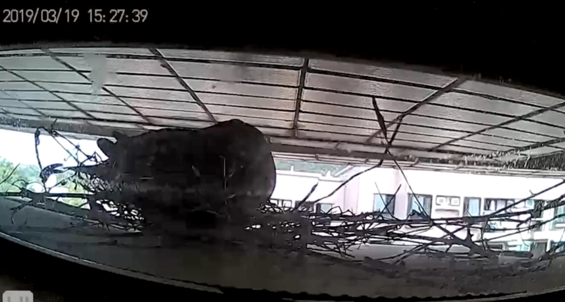 一對斑鳩到謝先生家中窗外的冷氣機頂位置築巢,更生下兩隻斑鳩蛋。(《香港動物報》影片截圖) 一對斑鳩到謝先生家中窗外的冷氣機頂位置築巢,更生下兩隻斑鳩蛋。(《香港動物報》影片截圖)