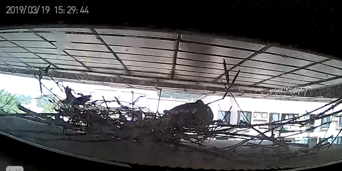 不過前日下午,謝先生的鄰居突然以長棍伸向其窗外的冷氣機頂驅趕斑鳩,更將兩隻斑鳩蛋連同巢穴向街外方向掃走。(《香港動物報》影片截圖) 不過前日下午,謝先生的鄰居突然以長棍伸向其窗外的冷氣機頂驅趕斑鳩,更將兩隻斑鳩蛋連同巢穴向街外方向掃走。(《香港動物報》影片截圖)