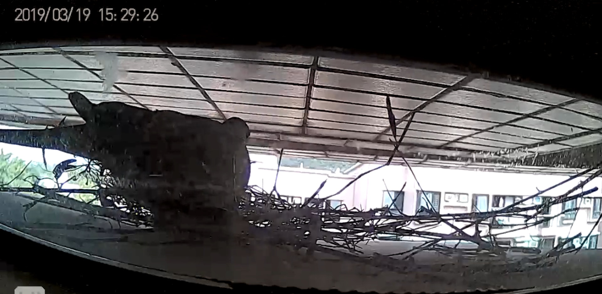 一對斑鳩到謝先生家中窗外的冷氣機頂位置築巢,更生下兩隻斑鳩蛋。(《香港動物報》影片截圖) 一對斑鳩到謝先生家中窗外的冷氣機頂位置築巢,更生下兩隻斑鳩蛋。(《香港動物報》影片截圖)