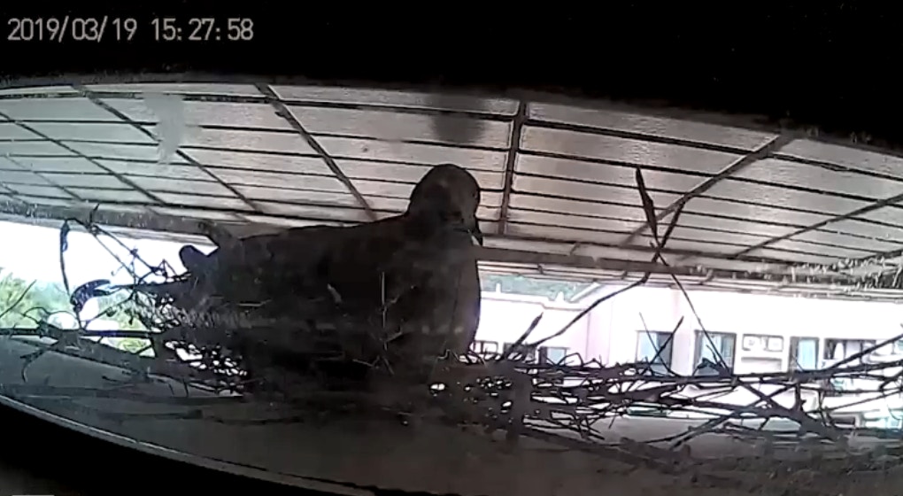 一對斑鳩到謝先生家中窗外的冷氣機頂位置築巢,更生下兩隻斑鳩蛋。(《香港動物報》影片截圖) 一對斑鳩到謝先生家中窗外的冷氣機頂位置築巢,更生下兩隻斑鳩蛋。(《香港動物報》影片截圖)