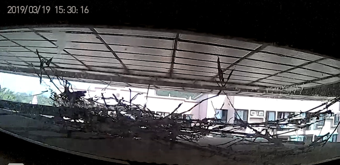 不過前日下午,謝先生的鄰居突然以長棍伸向其窗外的冷氣機頂驅趕斑鳩,更將兩隻斑鳩蛋連同巢穴向街外方向掃走。(《香港動物報》影片截圖) 不過前日下午,謝先生的鄰居突然以長棍伸向其窗外的冷氣機頂驅趕斑鳩,更將兩隻斑鳩蛋連同巢穴向街外方向掃走。(《香港動物報》影片截圖)