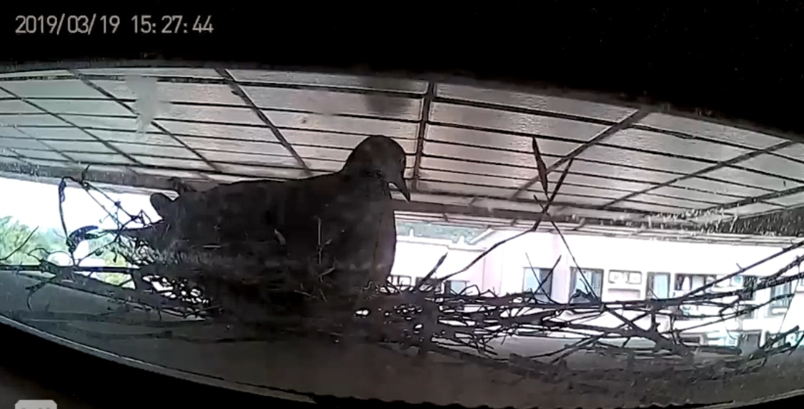 一對斑鳩到謝先生家中窗外的冷氣機頂位置築巢,更生下兩隻斑鳩蛋。(《香港動物報》影片截圖) 一對斑鳩到謝先生家中窗外的冷氣機頂位置築巢,更生下兩隻斑鳩蛋。(《香港動物報》影片截圖)