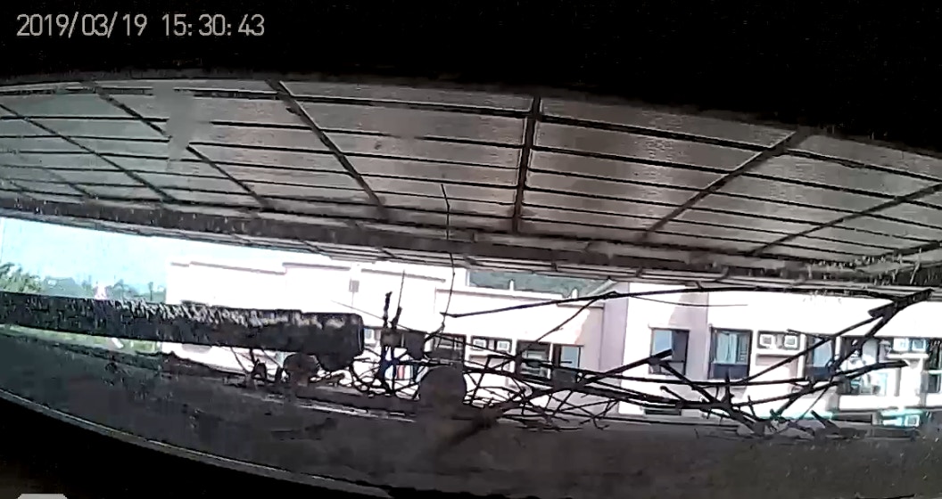 謝先生指看到碎蛋亦感到傷心,慨嘆斑鳩並無對人造成影響,「人類和動物可以共存」。(《香港動物報》影片截圖) 謝先生指看到碎蛋亦感到傷心,慨嘆斑鳩並無對人造成影響,「人類和動物可以共存」。(《香港動物報》影片截圖)