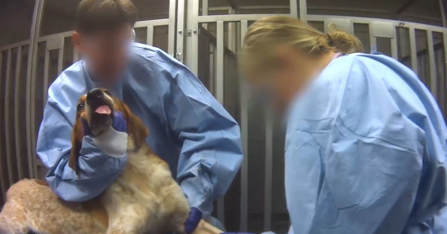 逼狗吞殺菌膠囊　開膛倒毒再安樂死　農化公司被揭做變態動物實驗