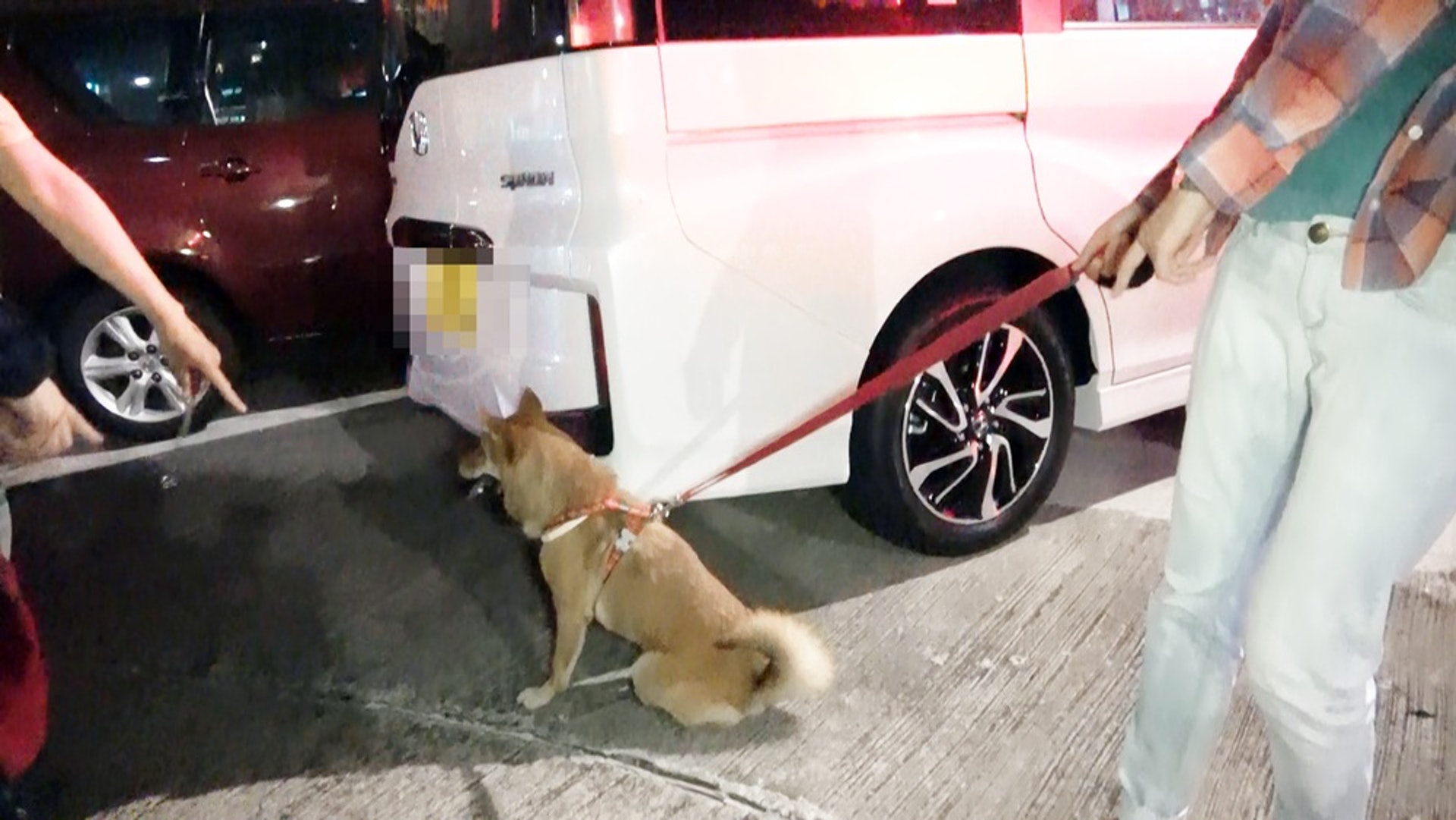 柴犬發現賊人後狂吠提醒主人,揭發竊案。 柴犬發現賊人後狂吠提醒主人,揭發竊案。