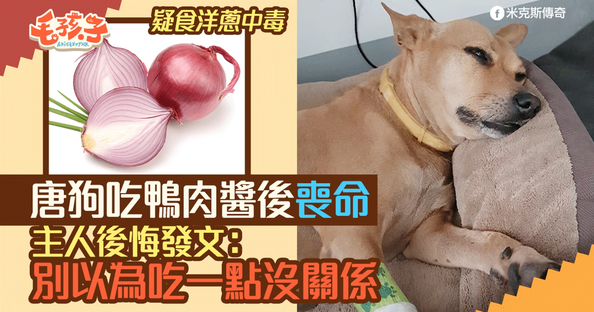 唐狗吃鴨肉醬後急性中毒亡狗主含淚發文警惕 別以為吃一點沒事 香港01 寵物 唐狗吃鴨肉醬後急性中毒亡狗主含淚發文警惕 別以為吃一點沒事 香港01 寵物