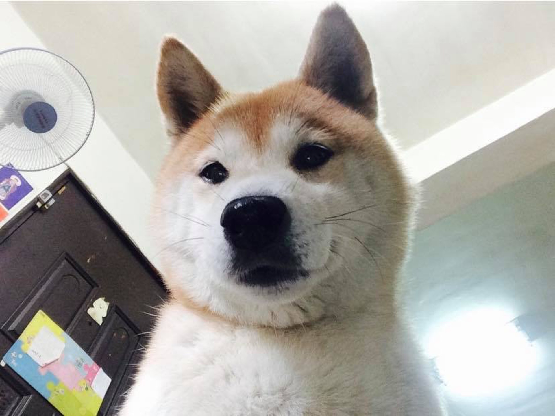 老狗 老柴犬患失智症認不出主人傷心媽花百倍耐性照顧 香港01 寵物 老狗 老柴犬患失智症認不出主人傷心媽花百倍耐性照顧 香港01 寵物