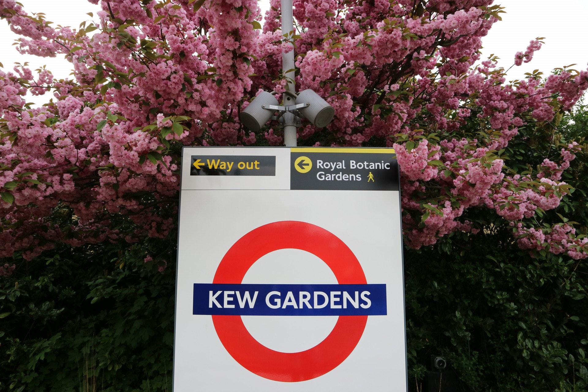 Kew Garden需要入場費，但場內設施眾多，十分值得入場。（作者提供）