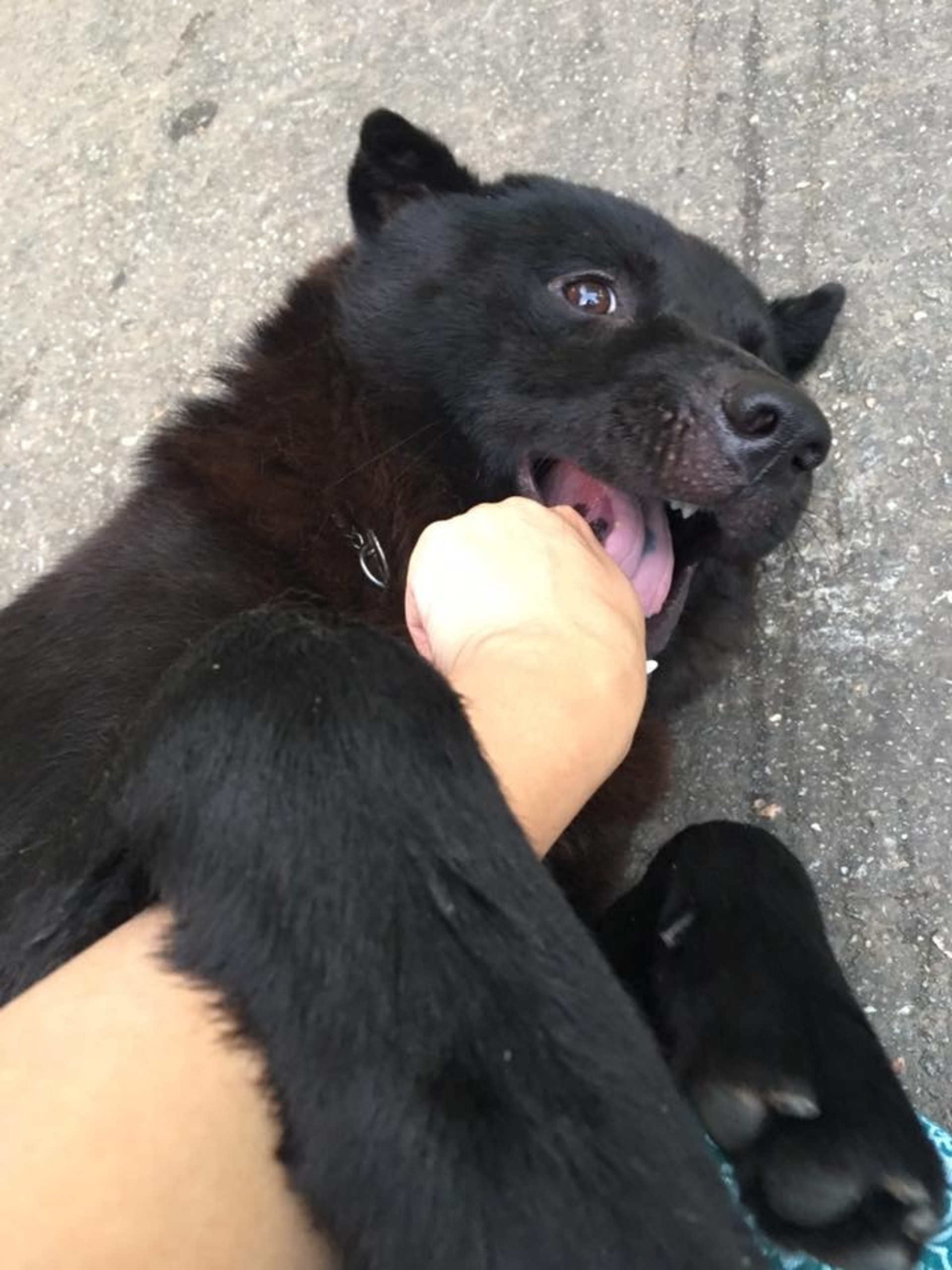 遇襲狗隻為「旺仔」,為大角咀一間海味雜貨店飼養的唐狗。(資料圖片) 遇襲狗隻為「旺仔」,為大角咀一間海味雜貨店飼養的唐狗。(資料圖片)