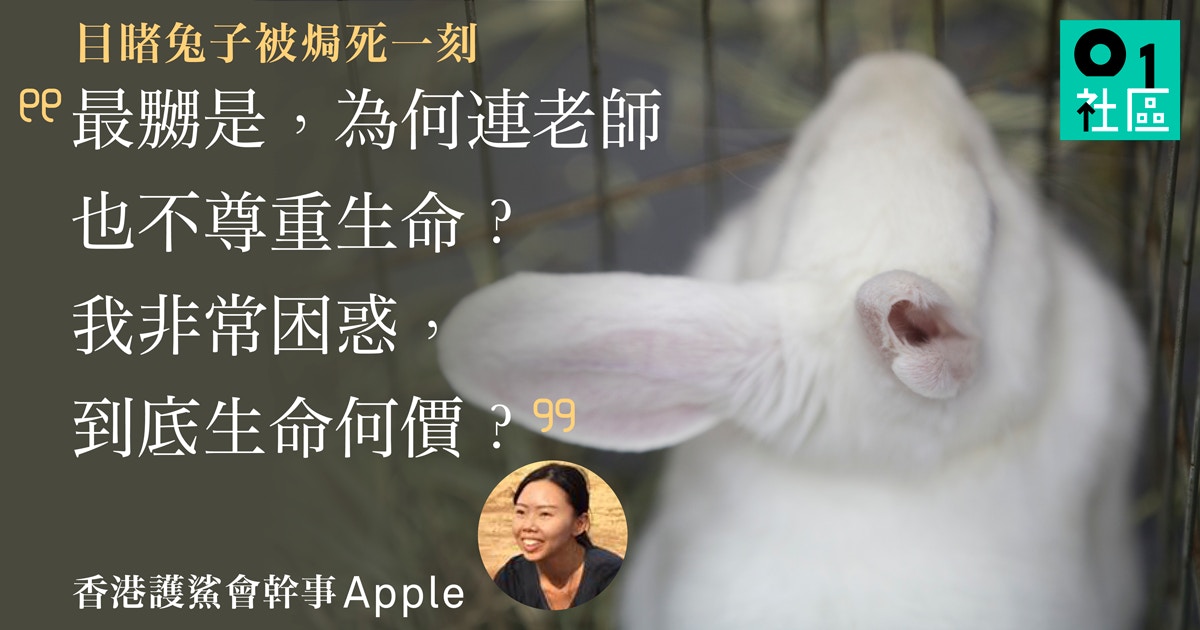 中學動物解剖 老師殺兔做無謂實驗女生反思生命何價質疑課程 香港01 寵物