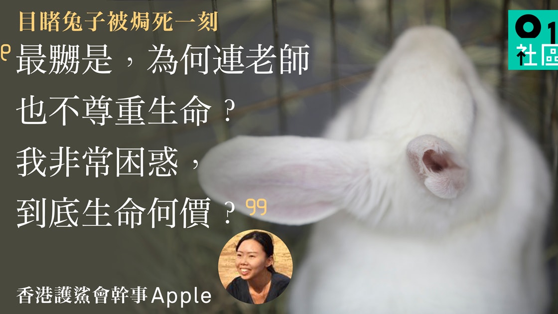 中學動物解剖 老師殺兔做無謂實驗女生反思生命何價質疑課程 香港01 寵物 中學動物解剖 老師殺兔做無謂實驗女生反思生命何價質疑課程 香港01 寵物