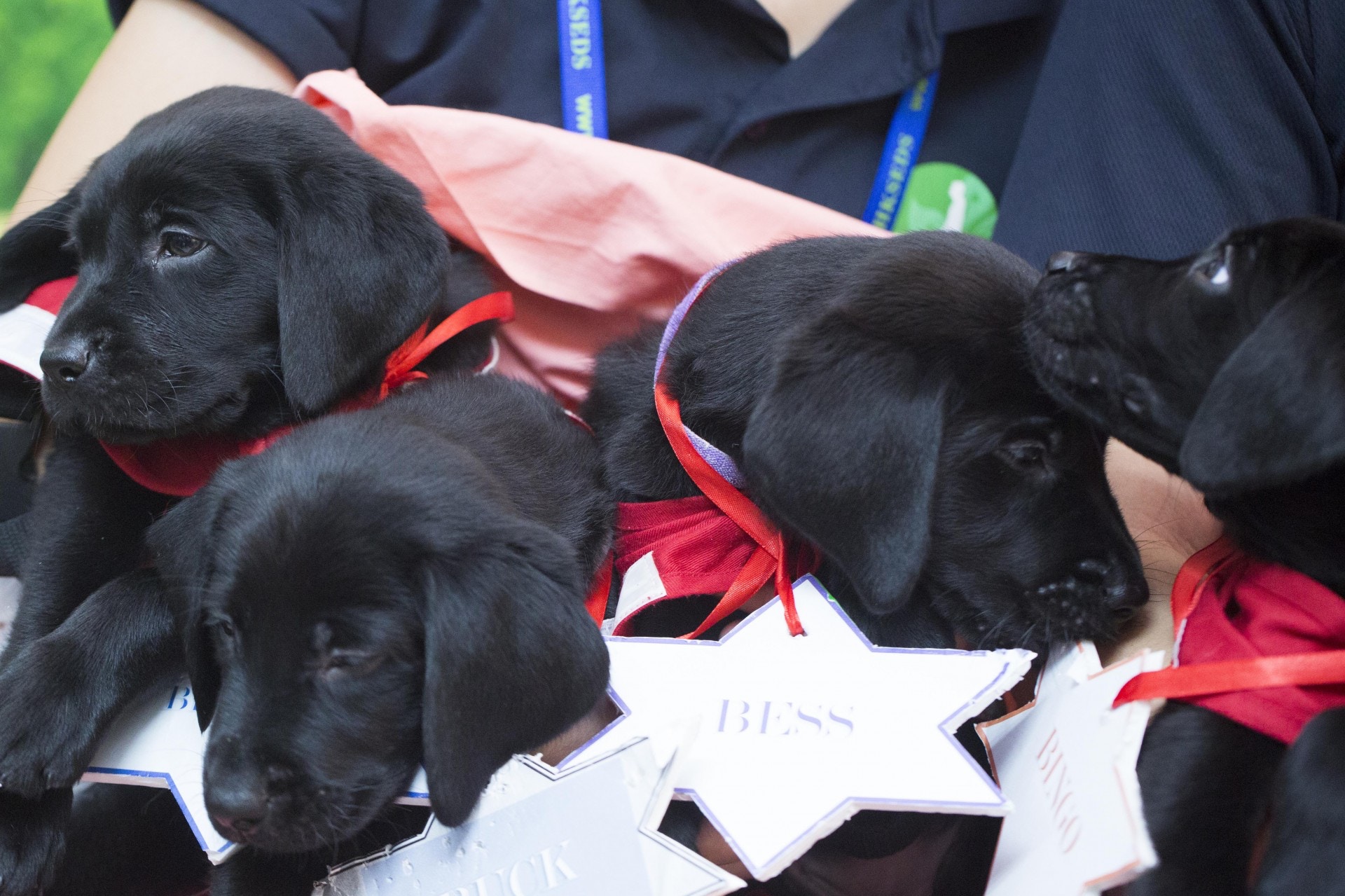 Raymond早年成功在港繁殖拉布拉多導盲犬,希望將來能訓練更多本地導盲犬。(資料圖片) Raymond早年成功在港繁殖拉布拉多導盲犬,希望將來能訓練更多本地導盲犬。(資料圖片)