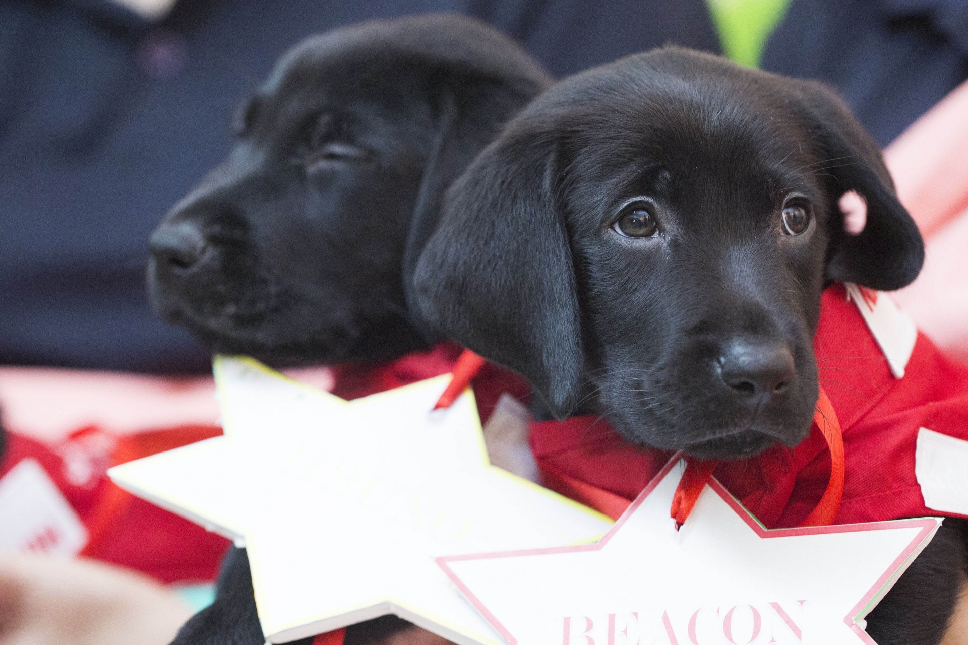 Raymond早年成功在港繁殖拉布拉多導盲犬,希望將來能訓練更多本地導盲犬。(資料圖片) Raymond早年成功在港繁殖拉布拉多導盲犬,希望將來能訓練更多本地導盲犬。(資料圖片)