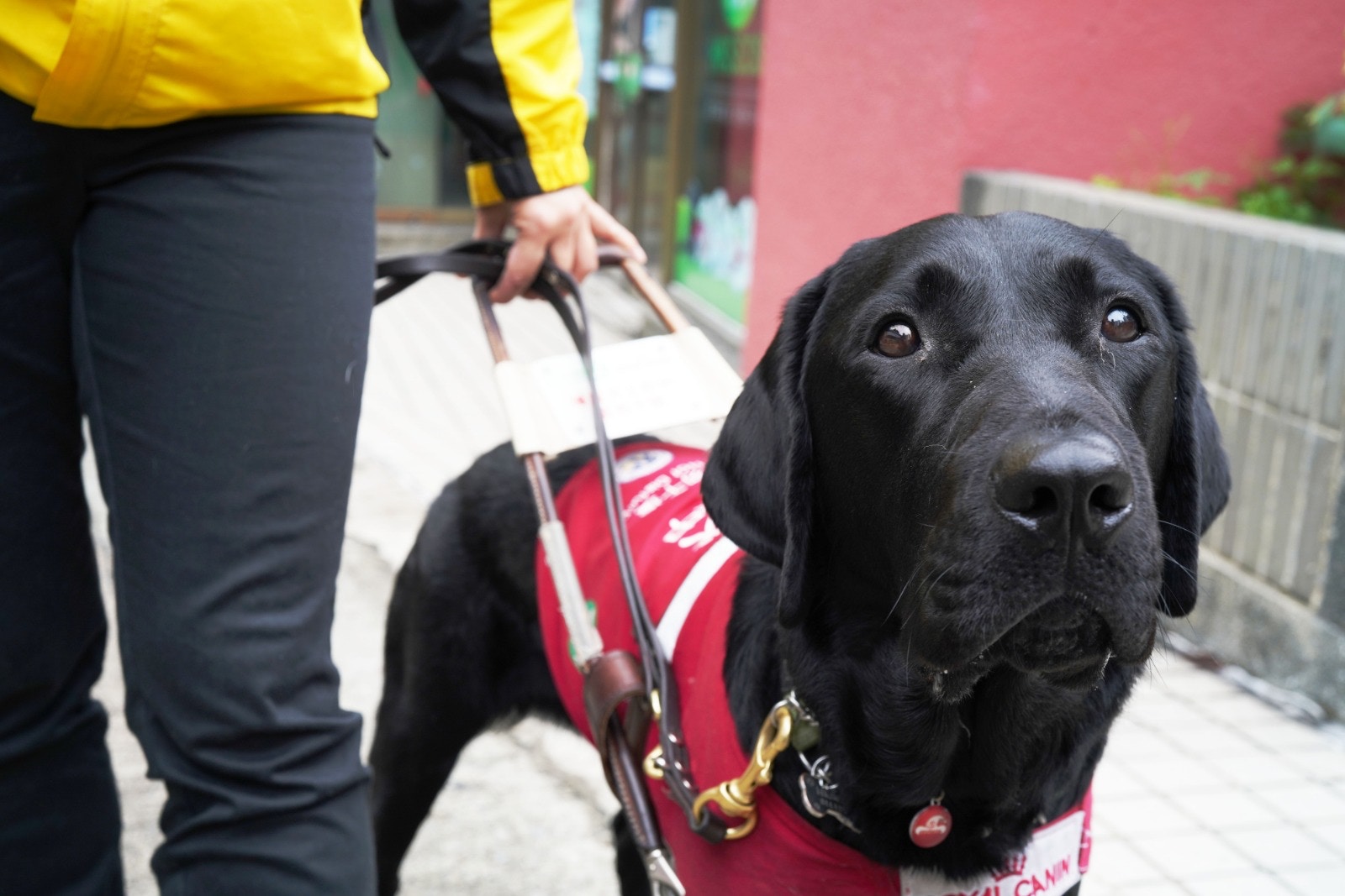 外表可愛的導盲犬除了是盲人的眼睛,更是他們的心靈伴侶。(高仲明攝) 外表可愛的導盲犬除了是盲人的眼睛,更是他們的心靈伴侶。(高仲明攝)