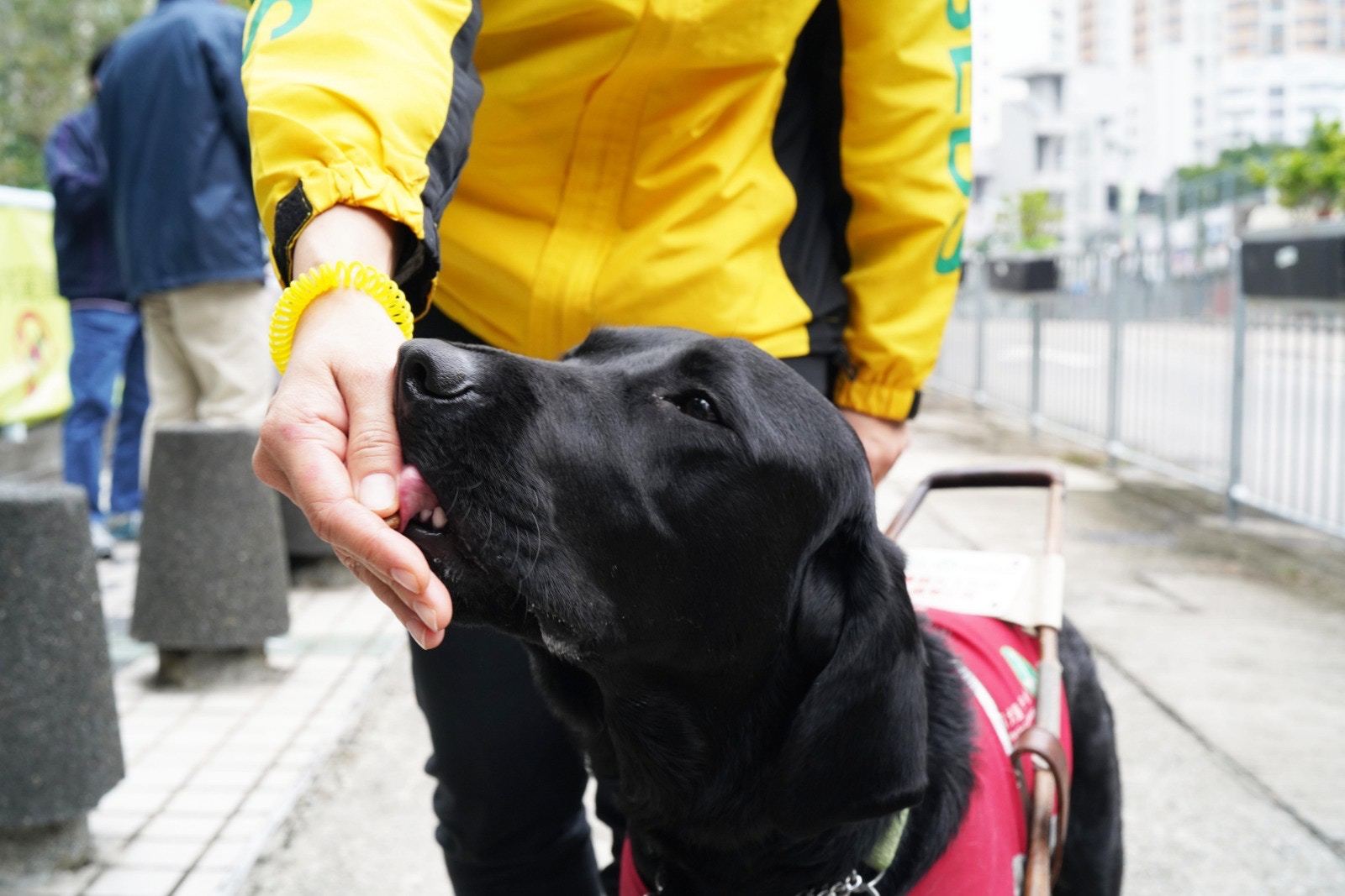 外表可愛的導盲犬除了是盲人的眼睛,更是他們的心靈伴侶。(高仲明攝) 外表可愛的導盲犬除了是盲人的眼睛,更是他們的心靈伴侶。(高仲明攝)