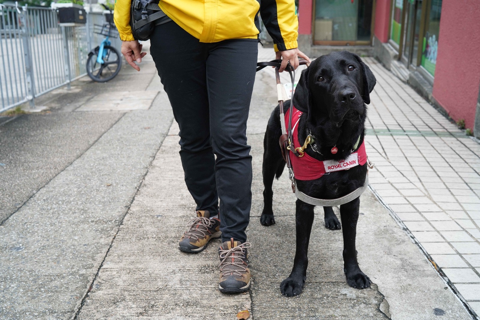 外表可愛的導盲犬除了是盲人的眼睛,更是他們的心靈伴侶。(高仲明攝) 外表可愛的導盲犬除了是盲人的眼睛,更是他們的心靈伴侶。(高仲明攝)