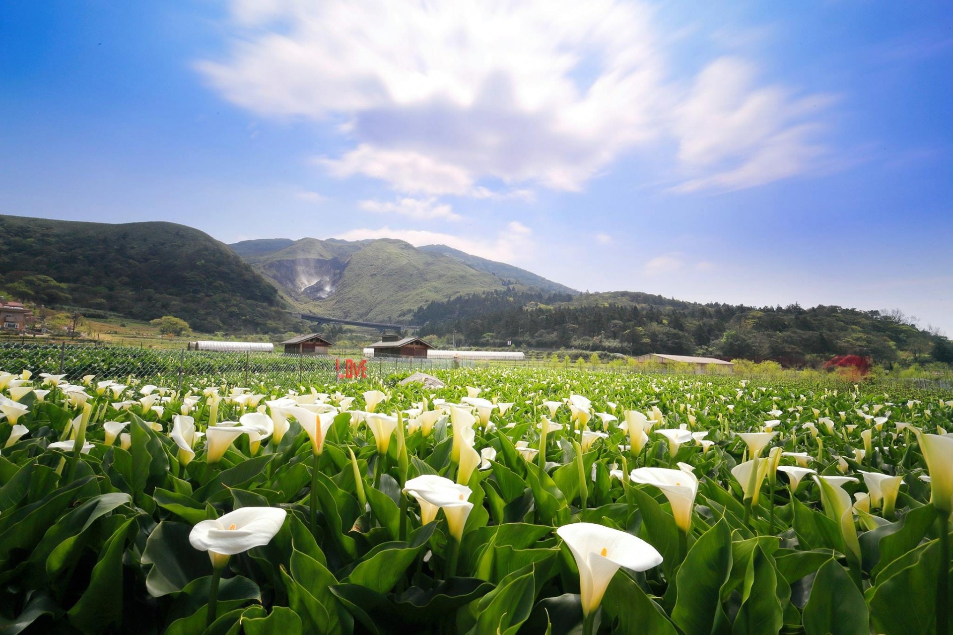 台北自由行 陽明山海芋花海圖集 3月必賞清新雪白海芋 香港01 旅遊 台北自由行 陽明山海芋花海圖集 3月必賞清新雪白海芋 香港01 旅遊