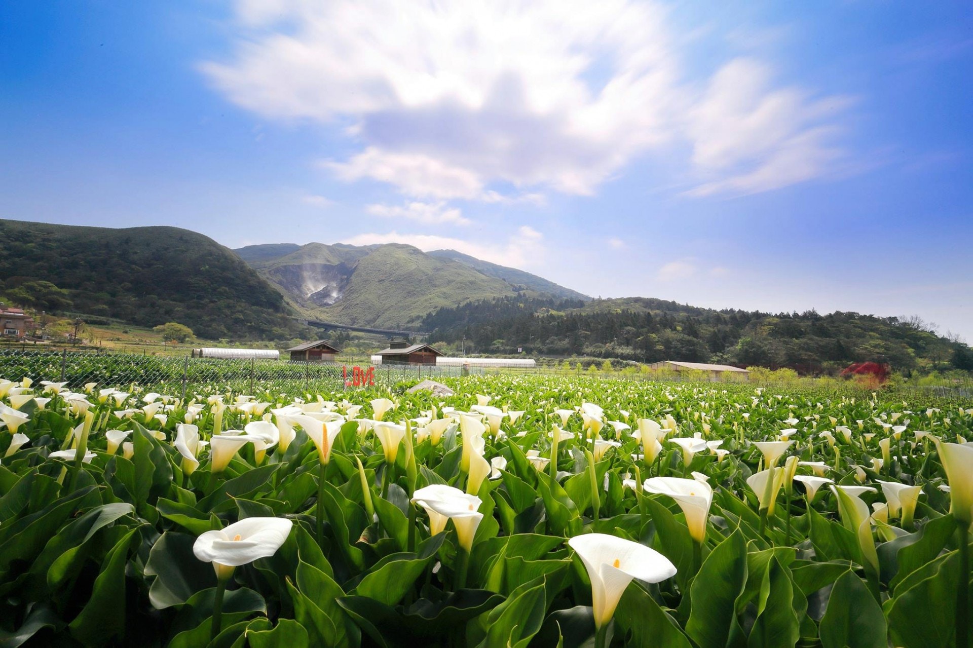 台北自由行 陽明山海芋花海圖集 3月必賞清新雪白海芋 香港01 旅遊