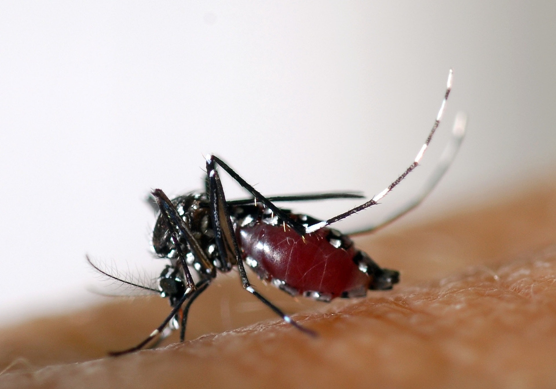 白紋伊蚊可傳播登革熱。（資料圖片）
